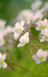 Preview wallpaper flowers, petals, white, blooming, blur