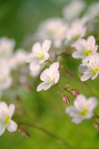 Preview wallpaper flowers, petals, white, blooming, blur