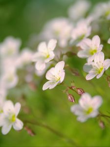 Preview wallpaper flowers, petals, white, blooming, blur