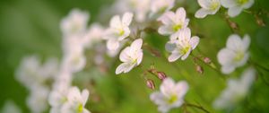 Preview wallpaper flowers, petals, white, blooming, blur