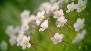 Preview wallpaper flowers, petals, white, blooming, blur