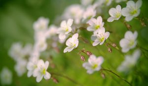 Preview wallpaper flowers, petals, white, blooming, blur