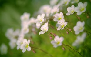 Preview wallpaper flowers, petals, white, blooming, blur