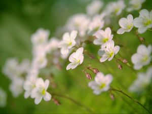 Preview wallpaper flowers, petals, white, blooming, blur