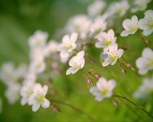 Preview wallpaper flowers, petals, white, blooming, blur