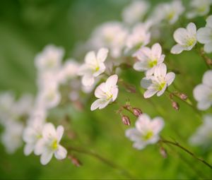 Preview wallpaper flowers, petals, white, blooming, blur