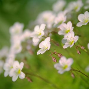 Preview wallpaper flowers, petals, white, blooming, blur