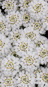 Preview wallpaper flowers, petals, white, macro