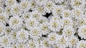 Preview wallpaper flowers, petals, white, macro