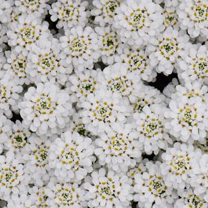 Preview wallpaper flowers, petals, white, macro