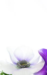 Preview wallpaper flowers, petals, white, purple