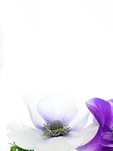 Preview wallpaper flowers, petals, white, purple