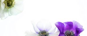 Preview wallpaper flowers, petals, white, purple