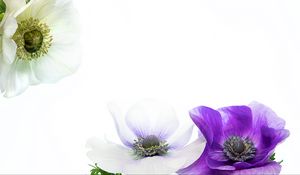 Preview wallpaper flowers, petals, white, purple