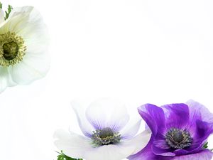 Preview wallpaper flowers, petals, white, purple