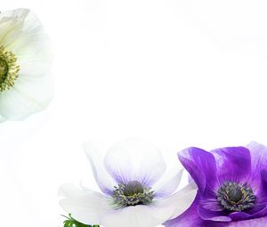 Preview wallpaper flowers, petals, white, purple