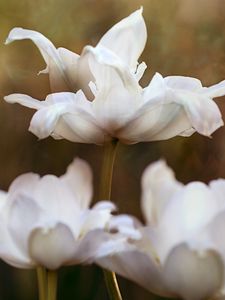 Preview wallpaper flowers, petals, white, macro, blur