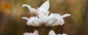 Preview wallpaper flowers, petals, white, macro, blur