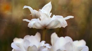 Preview wallpaper flowers, petals, white, macro, blur