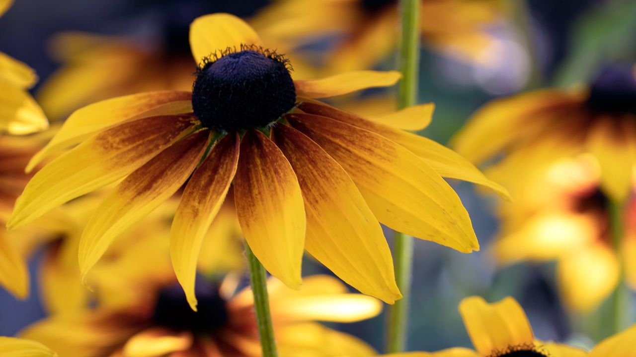 Wallpaper flowers, petals, yellow, macro