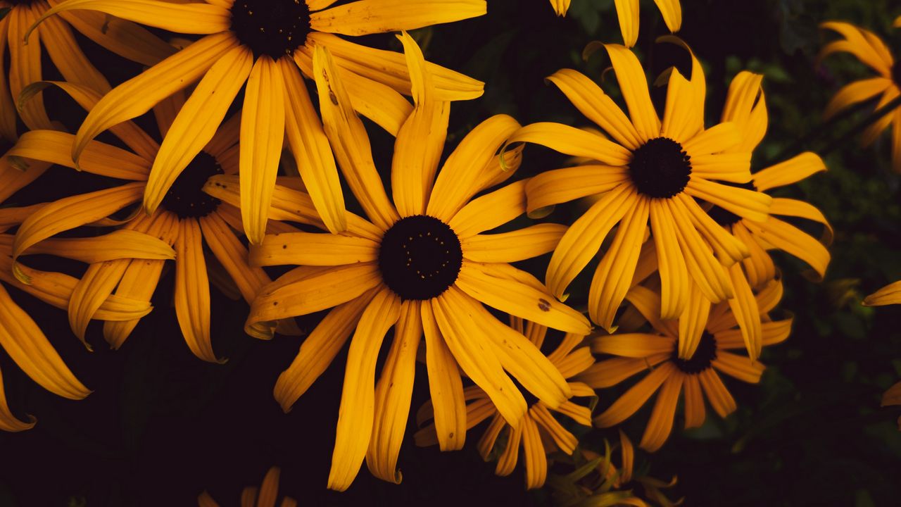 Wallpaper flowers, petals, yellow, bloom