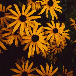 Preview wallpaper flowers, petals, yellow, bloom