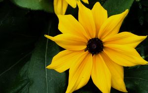 Preview wallpaper flowers, petals, yellow, bloom, leaves