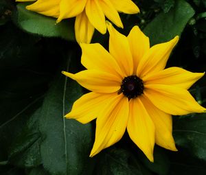 Preview wallpaper flowers, petals, yellow, bloom, leaves