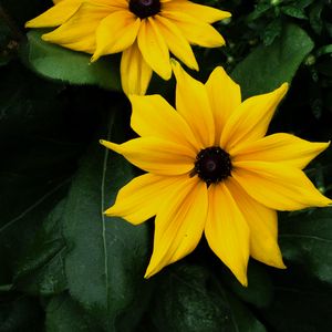 Preview wallpaper flowers, petals, yellow, bloom, leaves