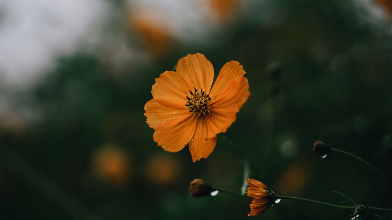 Wallpaper flowers, petals, yellow, macro, focus