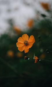 Preview wallpaper flowers, petals, yellow, macro, focus