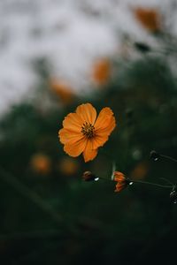 Preview wallpaper flowers, petals, yellow, macro, focus