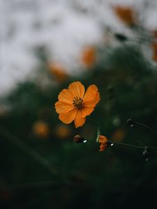 Preview wallpaper flowers, petals, yellow, macro, focus