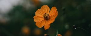 Preview wallpaper flowers, petals, yellow, macro, focus