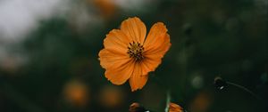 Preview wallpaper flowers, petals, yellow, macro, focus