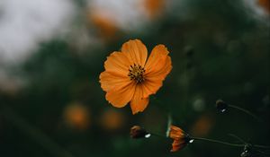 Preview wallpaper flowers, petals, yellow, macro, focus