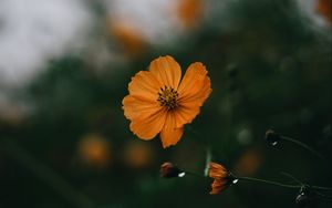 Preview wallpaper flowers, petals, yellow, macro, focus