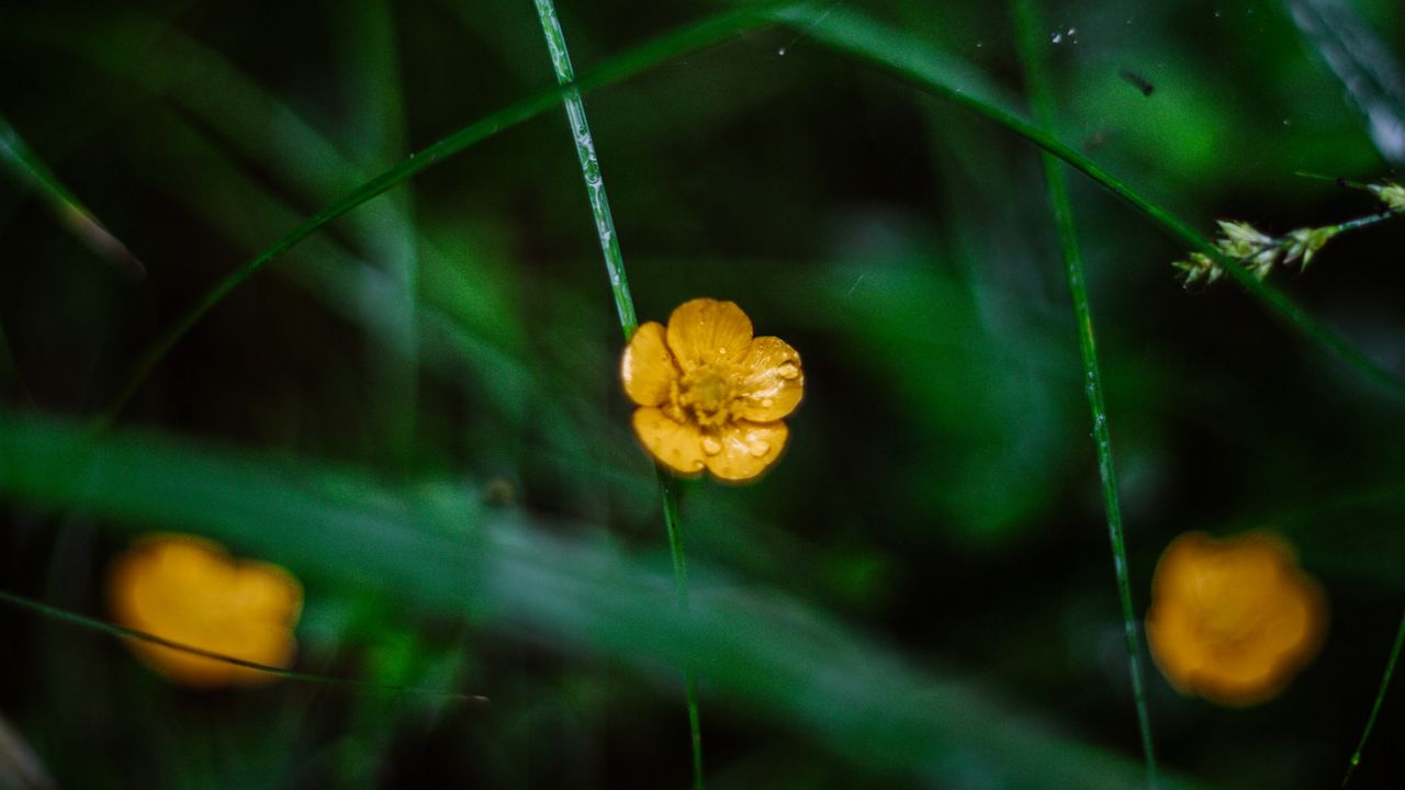 Wallpaper flowers, petals, yellow, grass