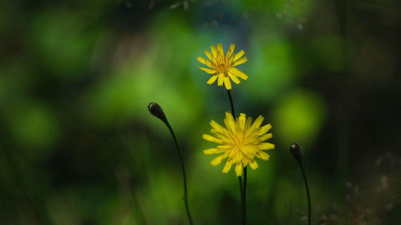 Wallpaper flowers, petals, yellow, macro, blur