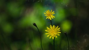 Preview wallpaper flowers, petals, yellow, macro, blur