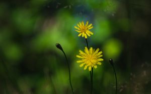 Preview wallpaper flowers, petals, yellow, macro, blur