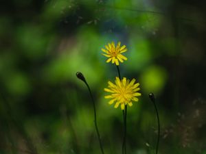 Preview wallpaper flowers, petals, yellow, macro, blur