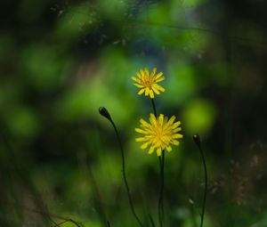 Preview wallpaper flowers, petals, yellow, macro, blur