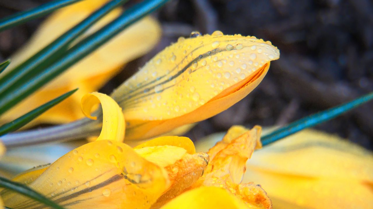 Wallpaper flowers, petals, yellow, drops, macro