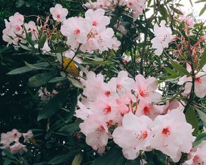 Preview wallpaper flowers, pink, bloom, plant, branches, leaves