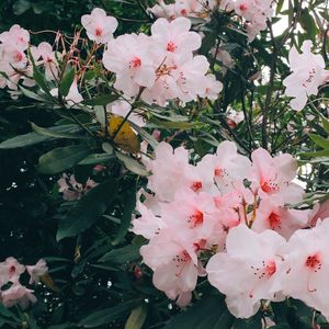 Preview wallpaper flowers, pink, bloom, plant, branches, leaves