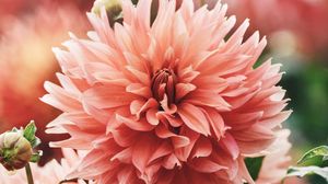 Preview wallpaper flowers, pink, bloom, plant