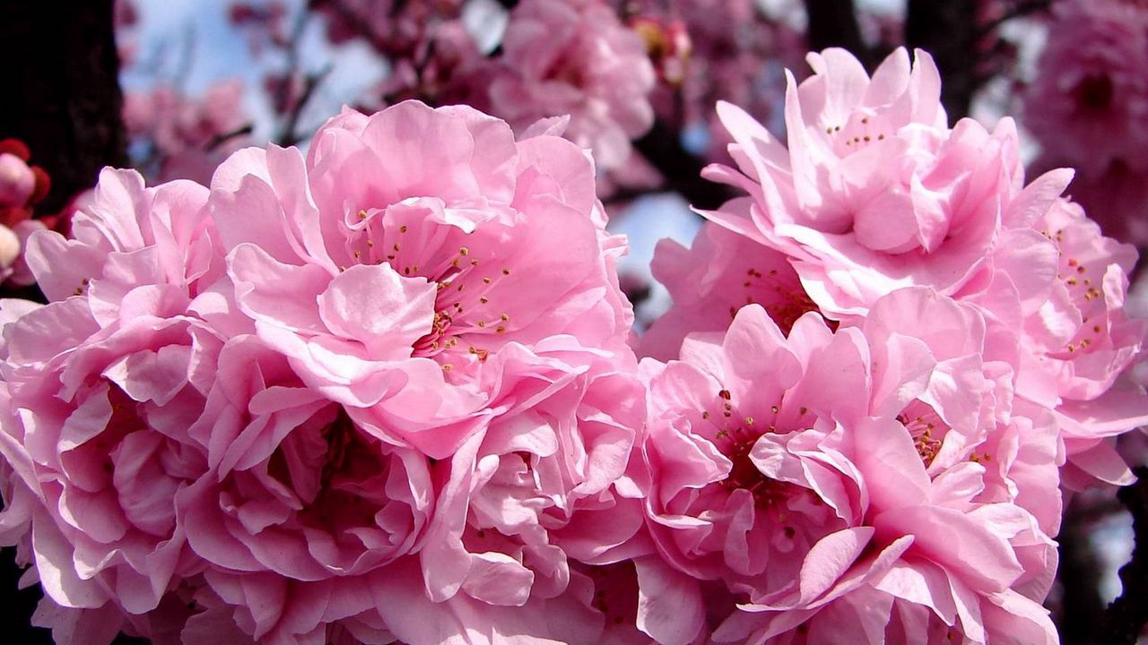 Wallpaper flowers, pink, bloom, spring, fruit