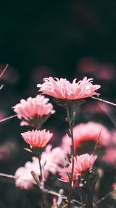 Preview wallpaper flowers, pink, blur