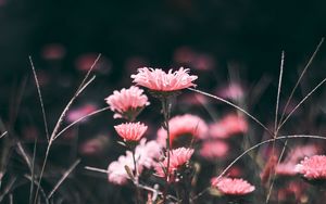 Preview wallpaper flowers, pink, blur